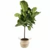 Brand new ๐ Costa Farms Ficus Lyrata Fiddle Leaf Fig Standard Tree Floor Plant in 9.25 in. Natural Planter ๐ฅฐ 1 Brand new ๐ Costa Farms Ficus Lyrata Fiddle Leaf Fig Standard Tree Floor Plant in 9.25 in. Natural Planter ๐ฅฐ -Pavestone || Costa Farms Shop costa farms indoor plants co fl11 3 sea 64 1000
