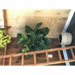 Brand new 🎁 Costa Farms Ficus Lyrata Fiddle Leaf Fig Standard Tree Floor Plant in 9.25 in. Natural Planter 🥰 -Pavestone || Costa Farms Shop costa farms indoor plants co fl11 3 sea c3 1000
