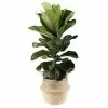 Buy 👍 Costa Farms Ficus Lyrata, Fiddle Leaf Fig Floor Plant in 10 in. Gray Planter 🔥 2 Buy 👍 Costa Farms Ficus Lyrata, Fiddle Leaf Fig Floor Plant in 10 in. Gray Planter 🔥 -Pavestone || Costa Farms Shop costa farms indoor plants co fli10 3 sgwht 64 1000