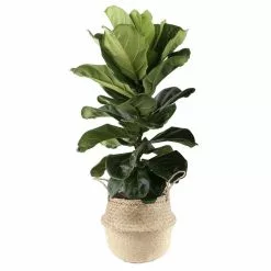 Buy 👍 Costa Farms Ficus Lyrata, Fiddle Leaf Fig Floor Plant in 10 in. Gray Planter 🔥
