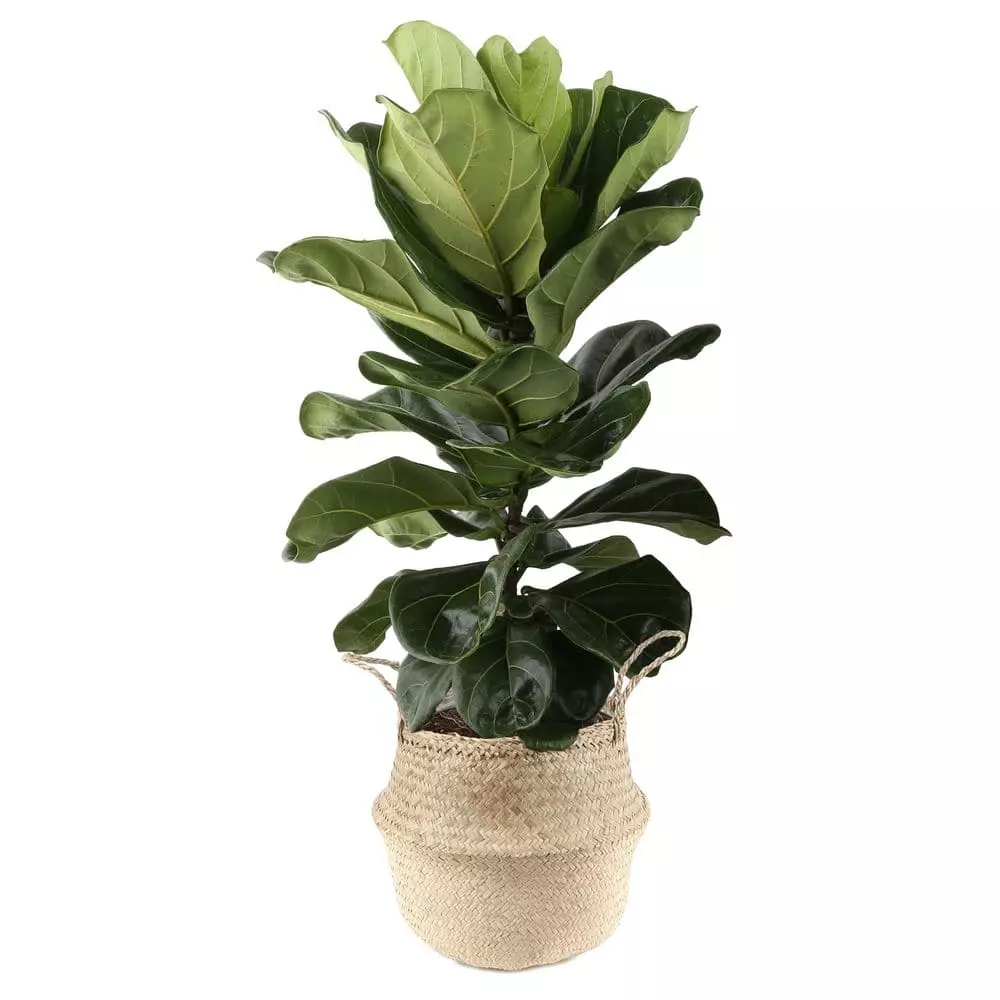 Buy 👍 Costa Farms Ficus Lyrata, Fiddle Leaf Fig Floor Plant in 10 in. Gray Planter 🔥 3 Buy 👍 Costa Farms Ficus Lyrata, Fiddle Leaf Fig Floor Plant in 10 in. Gray Planter 🔥