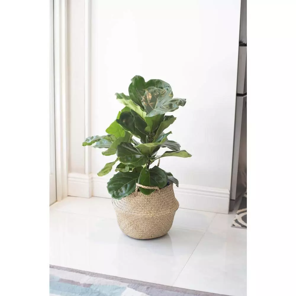 Buy 👍 Costa Farms Ficus Lyrata, Fiddle Leaf Fig Floor Plant in 10 in. Gray Planter 🔥 4 Buy 👍 Costa Farms Ficus Lyrata, Fiddle Leaf Fig Floor Plant in 10 in. Gray Planter 🔥 - Image 2