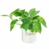 Hot Sale π€© Costa Farms Pothos Plant in 4 in. Home Sweet Home Ceramic π₯ 2 Hot Sale π€© Costa Farms Pothos Plant in 4 in. Home Sweet Home Ceramic π₯ -Pavestone || Costa Farms Shop costa farms indoor plants co gp04 3 hsh 64 1000