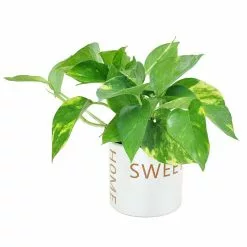 Hot Sale ๐คฉ Costa Farms Pothos Plant in 4 in. Home Sweet Home Ceramic ๐ฅ