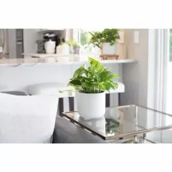 Cheapest ⭐ Costa Farms Pothos Plant in 4 in. White Cylinder Pot 👏 -Pavestone || Costa Farms Shop costa farms indoor plants co gp04 3 whtcy 4f 1000