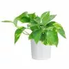 Cheapest ⭐ Costa Farms Pothos Plant in 4 in. White Cylinder Pot 👏 -Pavestone || Costa Farms Shop costa farms indoor plants co gp04 3 whtcy 64 1000