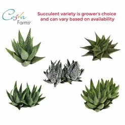 Promo ๐คฉ Costa Farms 2.5 in. Grower's Choice Haworthia in 2 Tone Ceramic โจ 7 Promo ๐คฉ Costa Farms 2.5 in. Grower's Choice Haworthia in 2 Tone Ceramic โจ -Pavestone || Costa Farms Shop costa farms indoor plants co haw2 5 2to c3 1000