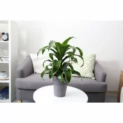 Best reviews of ⌛ Costa Farms 6 in. Grower's Choice Dracaena Plant in Two Tone Ceramic ✔️ -Pavestone || Costa Farms Shop costa farms indoor plants co jc06 3 2to 1f 1000