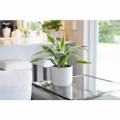 Best reviews of ⌛ Costa Farms 6 in. Grower's Choice Dracaena Plant in Two Tone Ceramic ✔️ -Pavestone || Costa Farms Shop costa farms indoor plants co jc06 3 2to 4f 1000