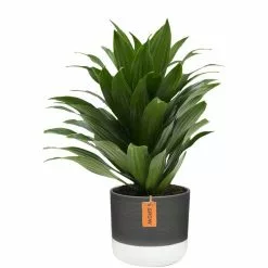 Best reviews of ⌛ Costa Farms 6 in. Grower's Choice Dracaena Plant in Two Tone Ceramic ✔️