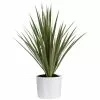 Hot Sale 🔥 Costa Farms Grower's Choice Dracaena Plant in 6 in. White Cylinder Pot ⌛ -Pavestone || Costa Farms Shop costa farms indoor plants co jc06 3 cyl 64 1000