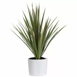 Hot Sale 🔥 Costa Farms Grower's Choice Dracaena Plant in 6 in. White Cylinder Pot ⌛