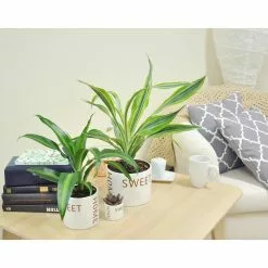 Outlet ✨ Costa Farms 6 in. Grower's Choice Dracaena Plant in Home Sweet Home White Ceramic 👏 -Pavestone || Costa Farms Shop costa farms indoor plants co jc06 3 hsh 1f 1000