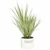 Outlet ✨ Costa Farms 6 in. Grower's Choice Dracaena Plant in Home Sweet Home White Ceramic 👏 2 Outlet ✨ Costa Farms 6 in. Grower's Choice Dracaena Plant in Home Sweet Home White Ceramic 👏 -Pavestone || Costa Farms Shop costa farms indoor plants co jc06 3 hsh 64 1000
