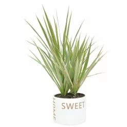 Outlet ✨ Costa Farms 6 in. Grower's Choice Dracaena Plant in Home Sweet Home White Ceramic 👏