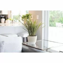 Flash Sale 💯 Costa Farms 6 in. Grower' Choice Dracaena Plant in Vanilla Cream Ceramic 🔔 -Pavestone || Costa Farms Shop costa farms indoor plants co jc06 3 sch 4f 1000