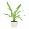Flash Sale 💯 Costa Farms 6 in. Grower' Choice Dracaena Plant in Vanilla Cream Ceramic 🔔 -Pavestone || Costa Farms Shop costa farms indoor plants co jc06 3 sch 64 1000