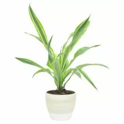 Flash Sale 💯 Costa Farms 6 in. Grower' Choice Dracaena Plant in Vanilla Cream Ceramic 🔔