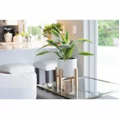Flash Sale 😍 Costa Farms Grower's Choice Dracaena Plant in White Mid Century Pot and Stand 💯 -Pavestone || Costa Farms Shop costa farms indoor plants co jc06 3 wtmid 4f 1000