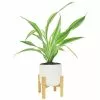 Flash Sale 😍 Costa Farms Grower's Choice Dracaena Plant in White Mid Century Pot and Stand 💯 2 Flash Sale 😍 Costa Farms Grower's Choice Dracaena Plant in White Mid Century Pot and Stand 💯 -Pavestone || Costa Farms Shop costa farms indoor plants co jc06 3 wtmid 64 1000
