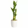 New 😀 Costa Farms Mini Lucky Bamboo Plant in White Ceramic Po 👏