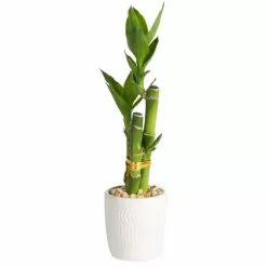 New 😀 Costa Farms Mini Lucky Bamboo Plant in White Ceramic Po 👏