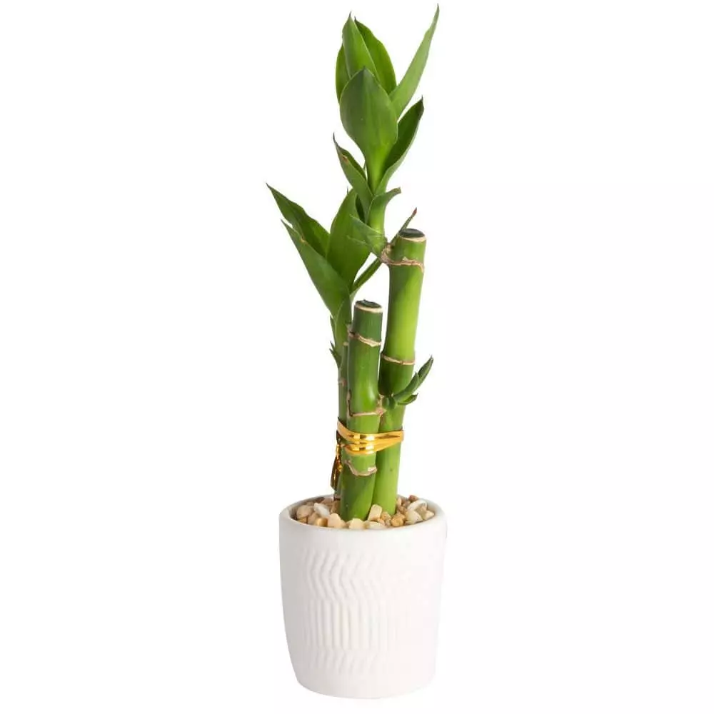New 😀 Costa Farms Mini Lucky Bamboo Plant in White Ceramic Po 👏 3 New 😀 Costa Farms Mini Lucky Bamboo Plant in White Ceramic Po 👏