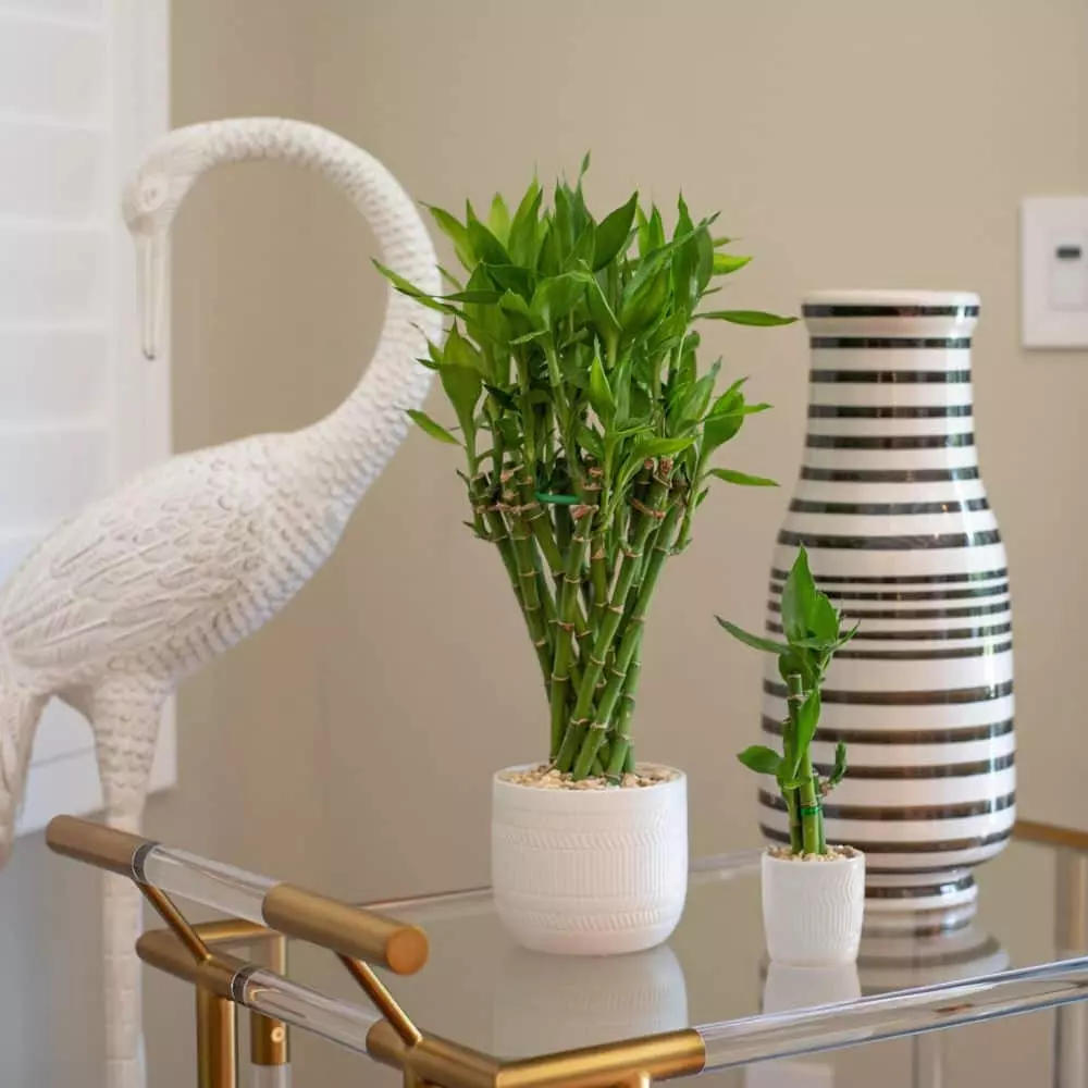 New 😀 Costa Farms Mini Lucky Bamboo Plant in White Ceramic Po 👏 4 New 😀 Costa Farms Mini Lucky Bamboo Plant in White Ceramic Po 👏 - Image 2