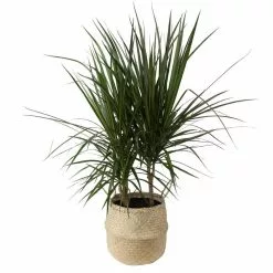 Best deal 🎁 Costa Farms 10 in. Marginata Plant in Natural Decor Basket 😉