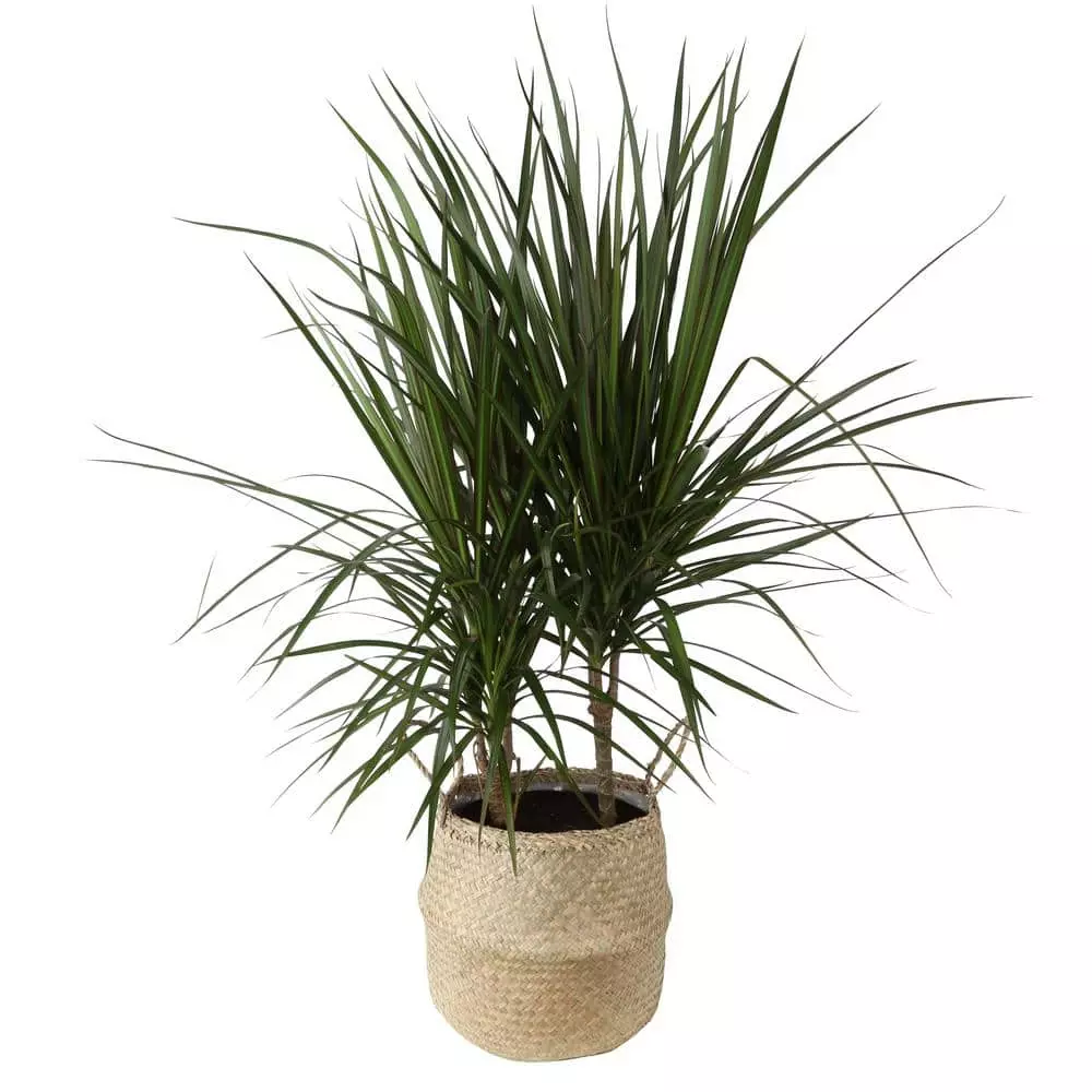 Best deal 🎁 Costa Farms 10 in. Marginata Plant in Natural Decor Basket 😉 3 Best deal 🎁 Costa Farms 10 in. Marginata Plant in Natural Decor Basket 😉