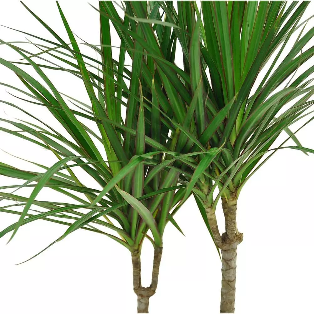 Best deal 🎁 Costa Farms 10 in. Marginata Plant in Natural Decor Basket 😉 5 Best deal 🎁 Costa Farms 10 in. Marginata Plant in Natural Decor Basket 😉 - Image 3