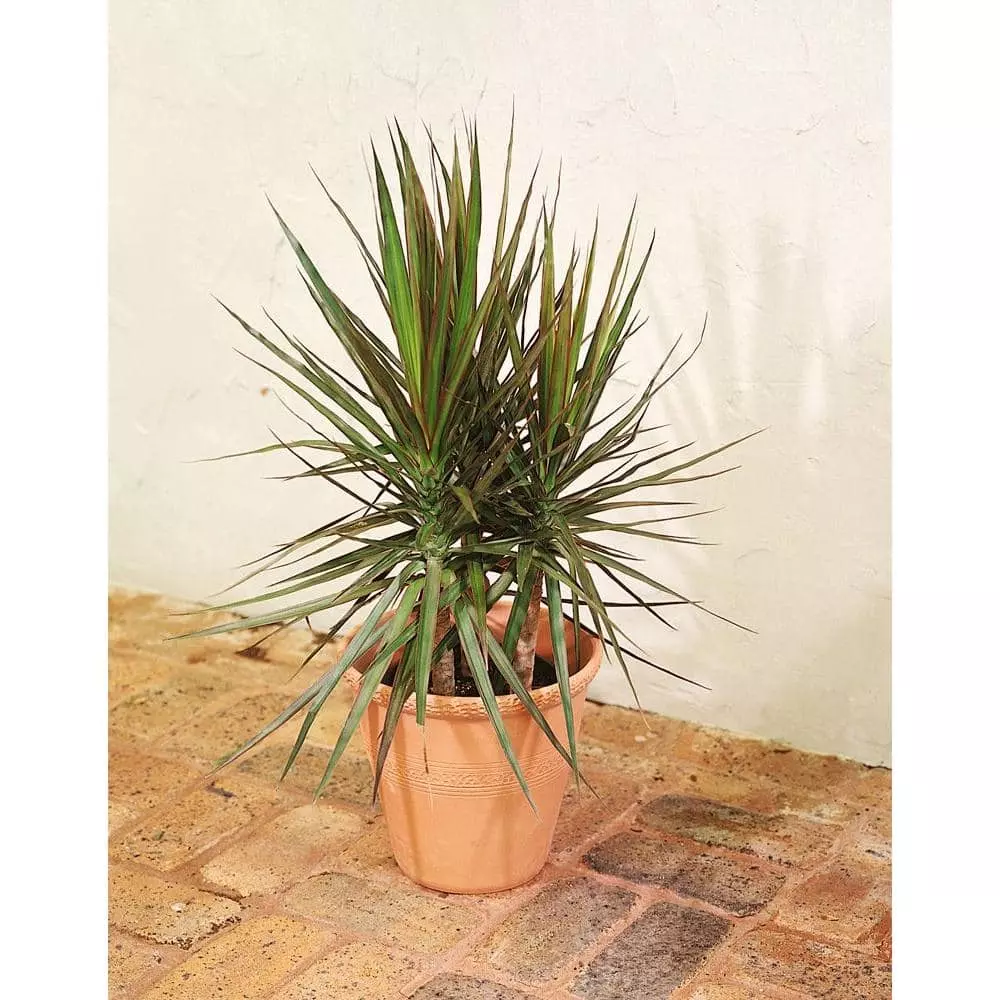Best deal 🎁 Costa Farms 10 in. Marginata Plant in Natural Decor Basket 😉 4 Best deal 🎁 Costa Farms 10 in. Marginata Plant in Natural Decor Basket 😉 - Image 2