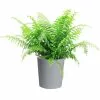 Best deal 🛒 Costa Farms Macho Fern Plant in 9.25 in. Gray Planter ⭐ 1 Best deal 🛒 Costa Farms Macho Fern Plant in 9.25 in. Gray Planter ⭐ -Pavestone || Costa Farms Shop costa farms indoor plants co mf10 3 cyl 64 1000