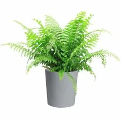 Best deal ๐ Costa Farms Macho Fern Plant in 9.25 in. Gray Planter โญ