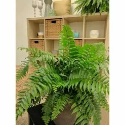 Deals 😉 Costa Farms 9.25 in. Macho Fern Plant in Natural Decor Basket 🤩 -Pavestone || Costa Farms Shop costa farms indoor plants co mf10 3 sea 4f 1000