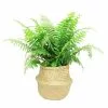 Deals 😉 Costa Farms 9.25 in. Macho Fern Plant in Natural Decor Basket 🤩
