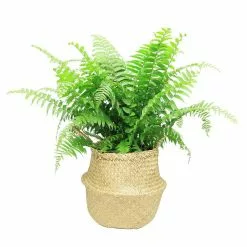 Deals ๐ Costa Farms 9.25 in. Macho Fern Plant in Natural Decor Basket ๐คฉ