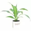 Best deal 🔔 Costa Farms Grower's Choice Dracaena Plant in 4in. Home Sweet Home Ceramic 👍 -Pavestone || Costa Farms Shop costa farms indoor plants co mg04 3 hsh 64 1000