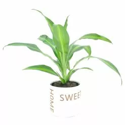 Best deal 🔔 Costa Farms Grower's Choice Dracaena Plant in 4in. Home Sweet Home Ceramic 👍