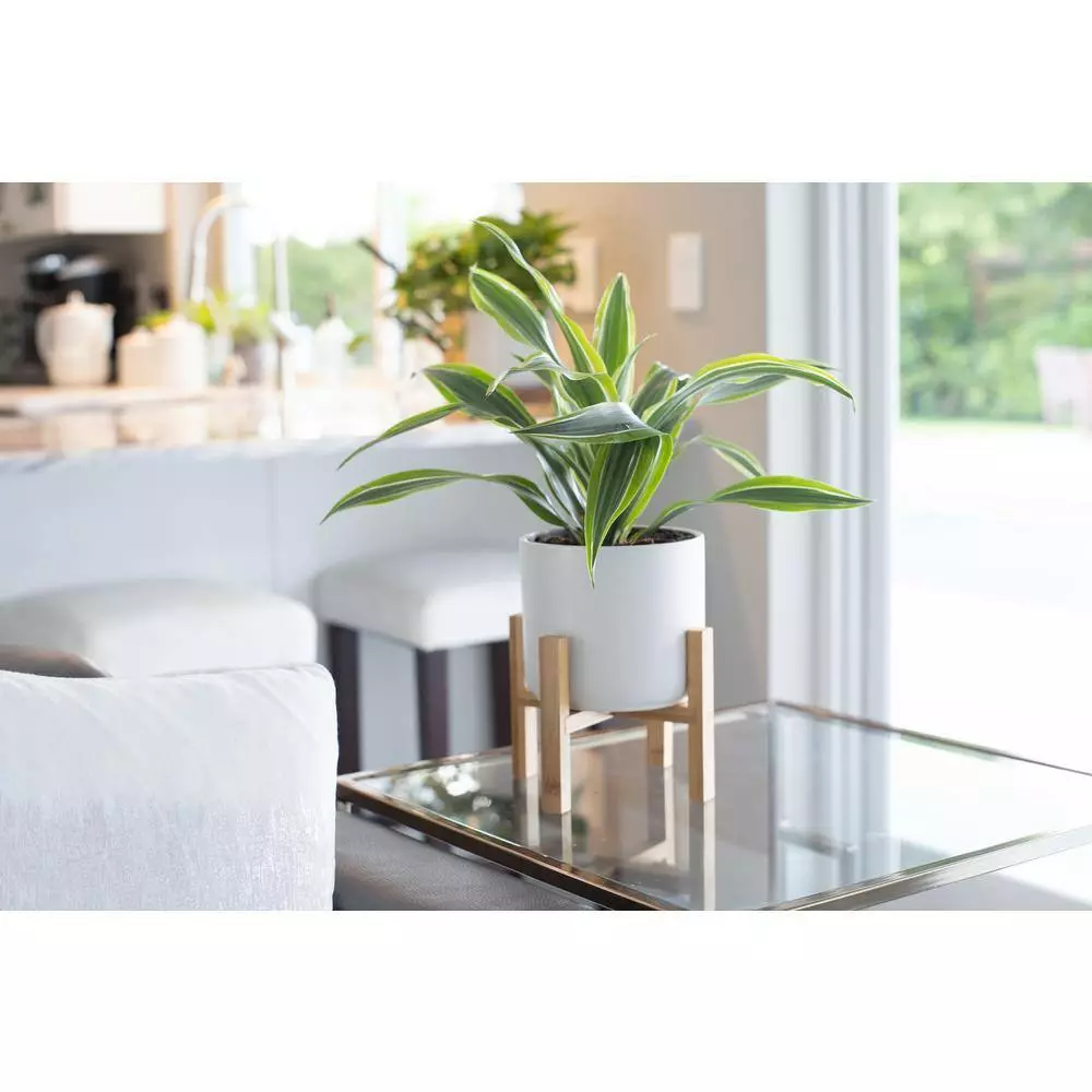 Hot Sale 😉 Costa Farms Grower's Choice Dracaena Plant in 4in. White Cylinder Pot ❤️ 5 Hot Sale 😉 Costa Farms Grower's Choice Dracaena Plant in 4in. White Cylinder Pot ❤️ - Image 3