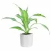 Hot Sale 😉 Costa Farms Grower's Choice Dracaena Plant in 4in. White Cylinder Pot ❤️ -Pavestone || Costa Farms Shop costa farms indoor plants co mg04 3 whtcy 64 1000
