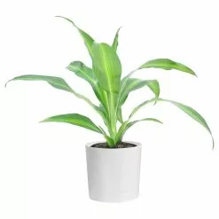 Hot Sale 😉 Costa Farms Grower's Choice Dracaena Plant in 4in. White Cylinder Pot ❤️