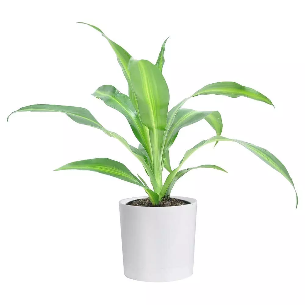 Hot Sale 😉 Costa Farms Grower's Choice Dracaena Plant in 4in. White Cylinder Pot ❤️ 3 Hot Sale 😉 Costa Farms Grower's Choice Dracaena Plant in 4in. White Cylinder Pot ❤️