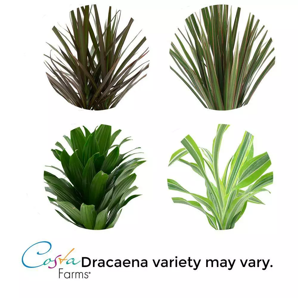 Hot Sale 😉 Costa Farms Grower's Choice Dracaena Plant in 4in. White Cylinder Pot ❤️ 4 Hot Sale 😉 Costa Farms Grower's Choice Dracaena Plant in 4in. White Cylinder Pot ❤️ - Image 2