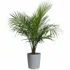 Best Sale ๐ Costa Farms Palm Majesty Plant in 10 in. Gray Pot โญ 1 Best Sale ๐ Costa Farms Palm Majesty Plant in 10 in. Gray Pot โญ -Pavestone || Costa Farms Shop costa farms indoor plants co mp10 3 cyl 64 1000