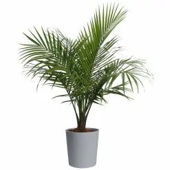 Best Sale ๐ Costa Farms Palm Majesty Plant in 10 in. Gray Pot โญ