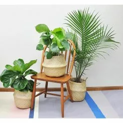 Budget 🛒 Costa Farms 10 in. Majesty Palm Plant in Natural Decor Basket 💯 -Pavestone || Costa Farms Shop costa farms indoor plants co mp10 3 sea 1f 1000