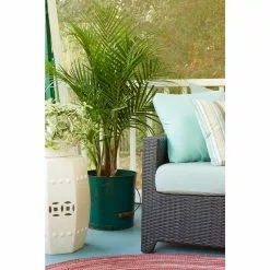 Budget 🛒 Costa Farms 10 in. Majesty Palm Plant in Natural Decor Basket 💯 -Pavestone || Costa Farms Shop costa farms indoor plants co mp10 3 sea 4f 1000