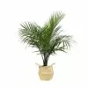 Budget 🛒 Costa Farms 10 in. Majesty Palm Plant in Natural Decor Basket 💯 2 Budget 🛒 Costa Farms 10 in. Majesty Palm Plant in Natural Decor Basket 💯 -Pavestone || Costa Farms Shop costa farms indoor plants co mp10 3 sea 64 1000