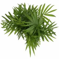 Best deal 😉 Costa Farms 6 in. Neanthebella Palm Plant in 2 Tone Ceramic 🛒 -Pavestone || Costa Farms Shop costa farms indoor plants co np07 3 2to 1f 1000